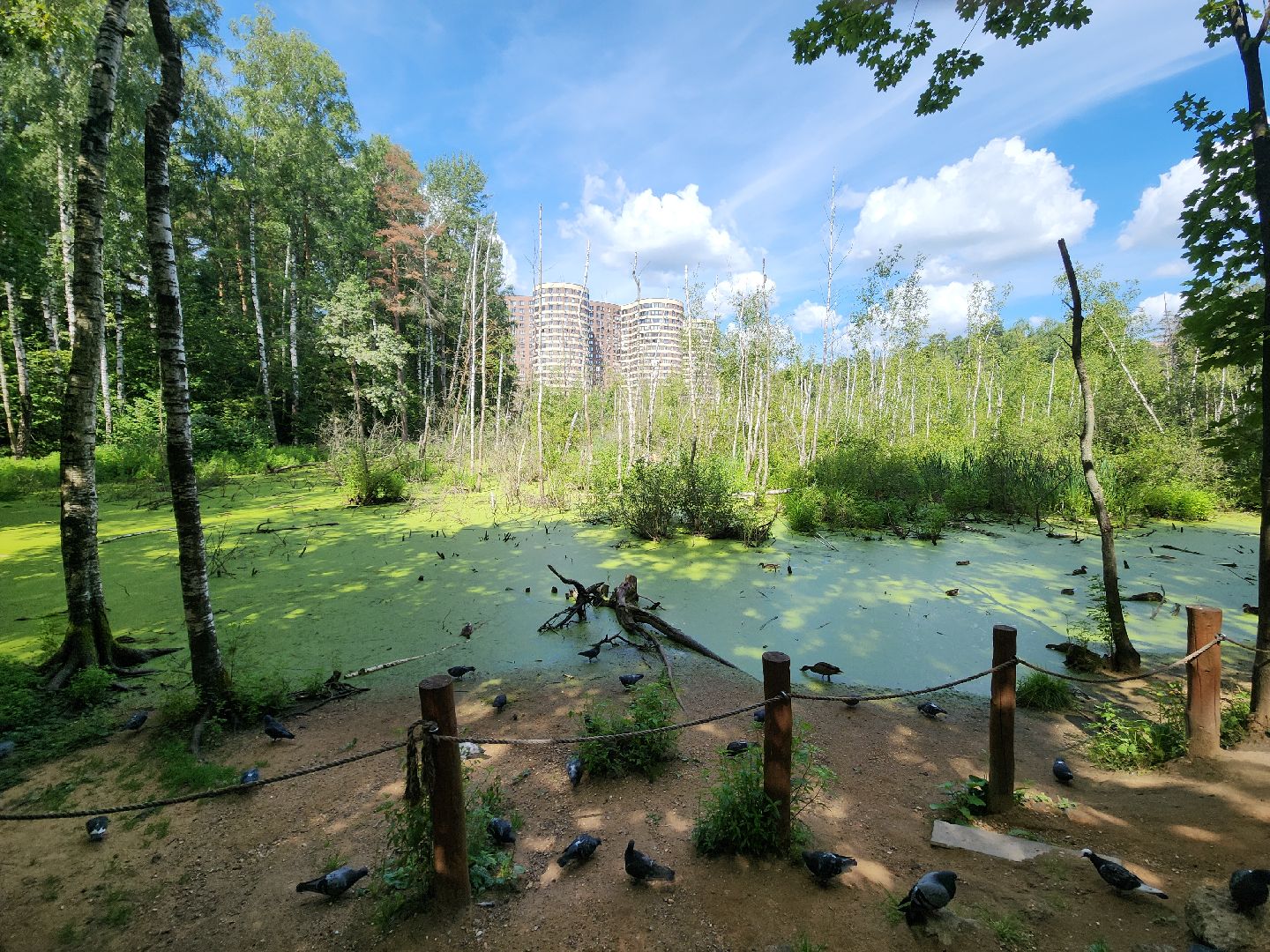 красногорск, экопарк, деревья,