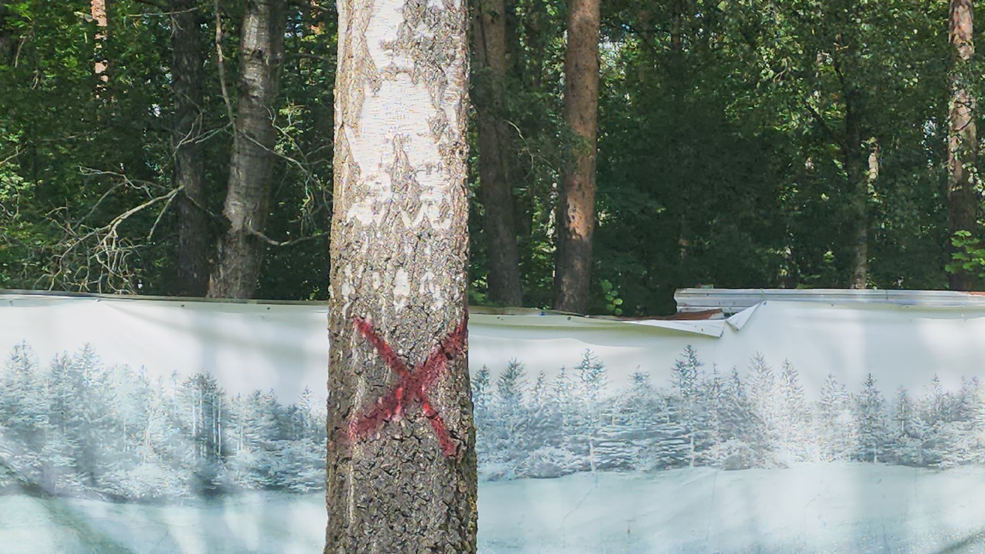 красногорск, экопарк, деревья,