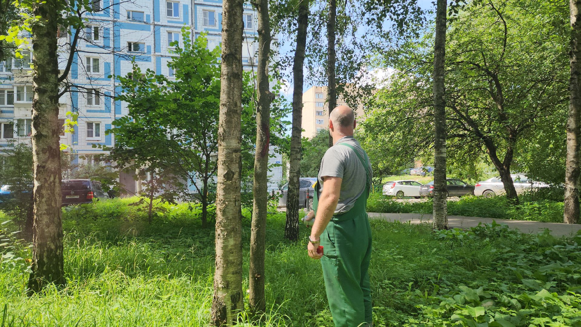 красногорск, экопарк, деревья,