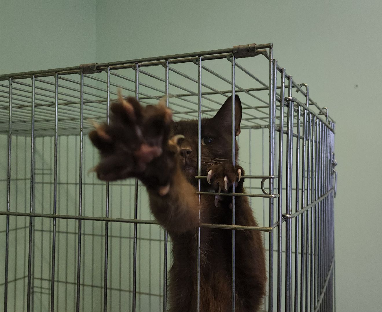 Кошки, Коты, Лобня, Спасение, Лечение,