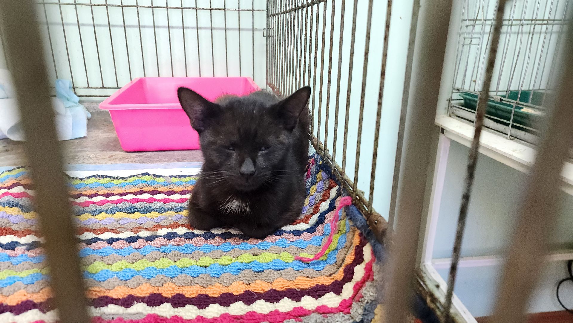 Кошки, Коты, Лобня, Спасение, Лечение,