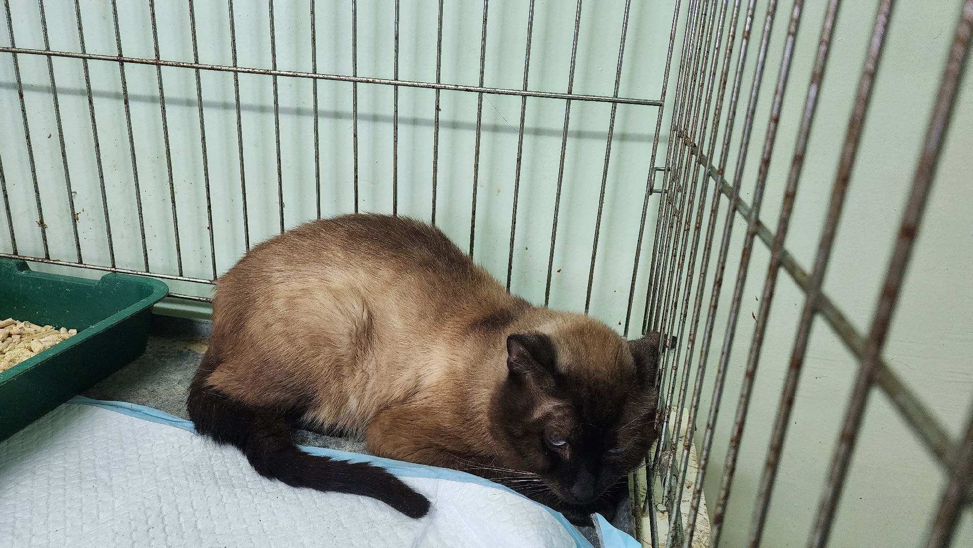 Кошки, Коты, Лобня, Спасение, Лечение,