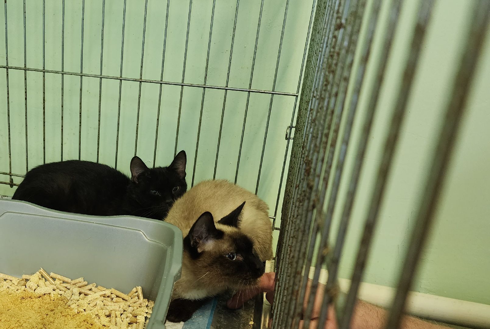 Кошки, Коты, Лобня, Спасение, Лечение,