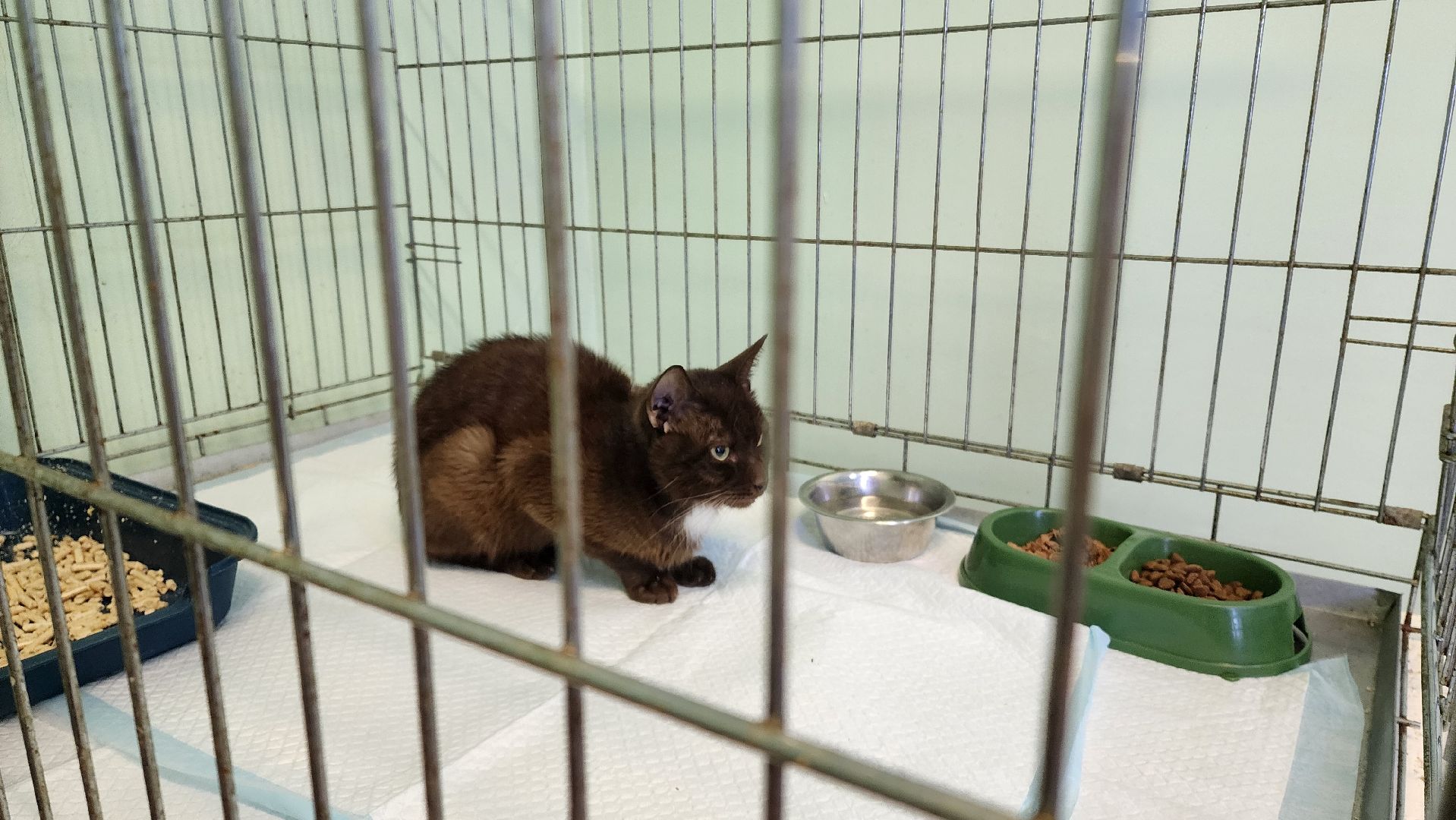 Кошки, Коты, Лобня, Спасение, Лечение,