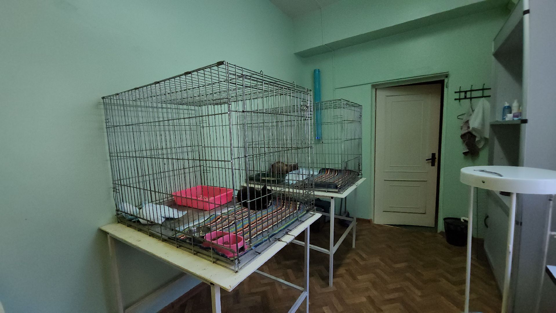 Кошки, Коты, Лобня, Спасение, Лечение,