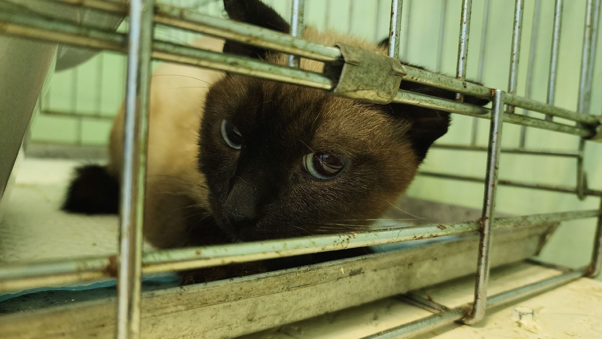 Кошки, Коты, Лобня, Спасение, Лечение,