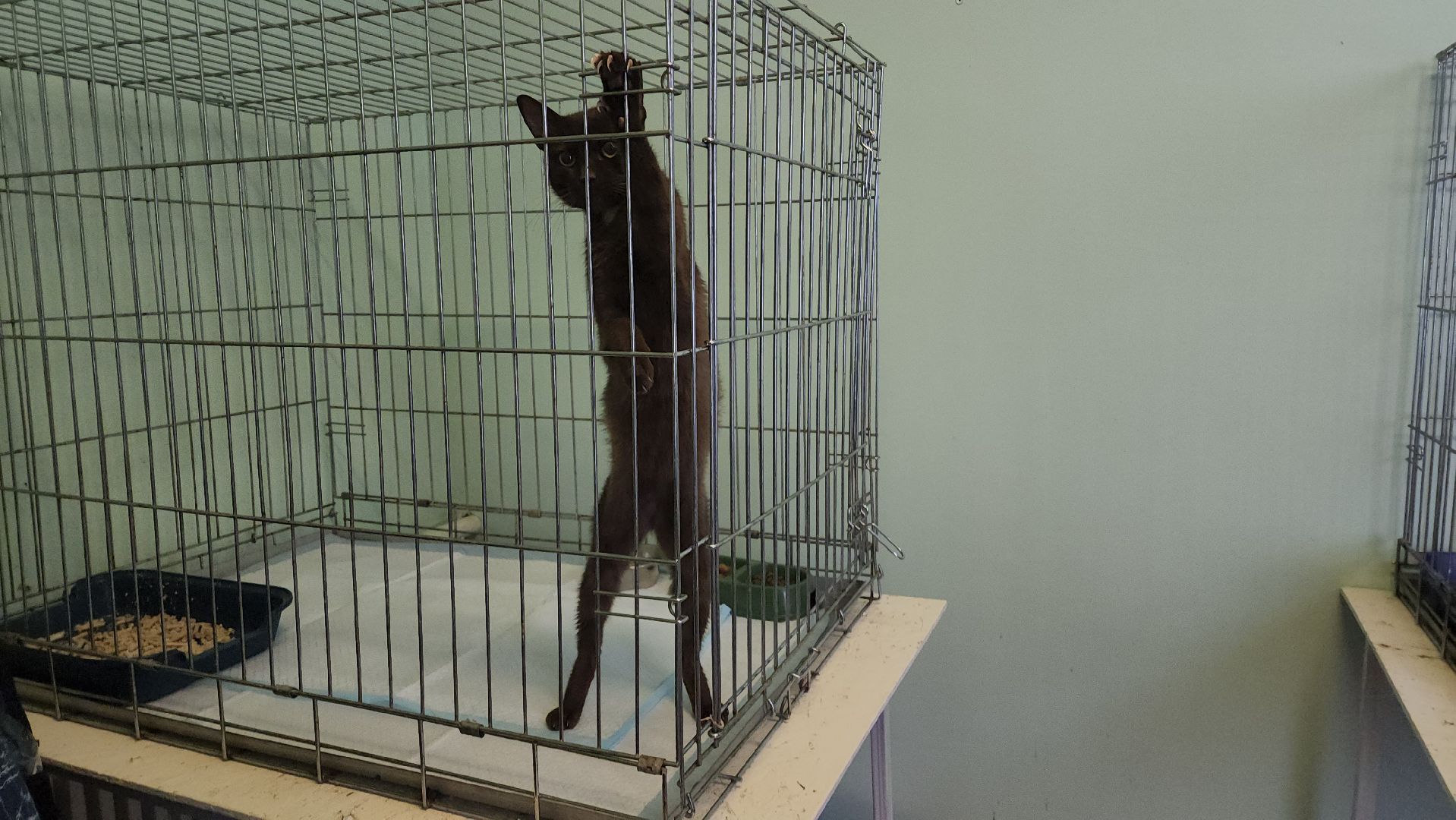 Кошки, Коты, Лобня, Спасение, Лечение,