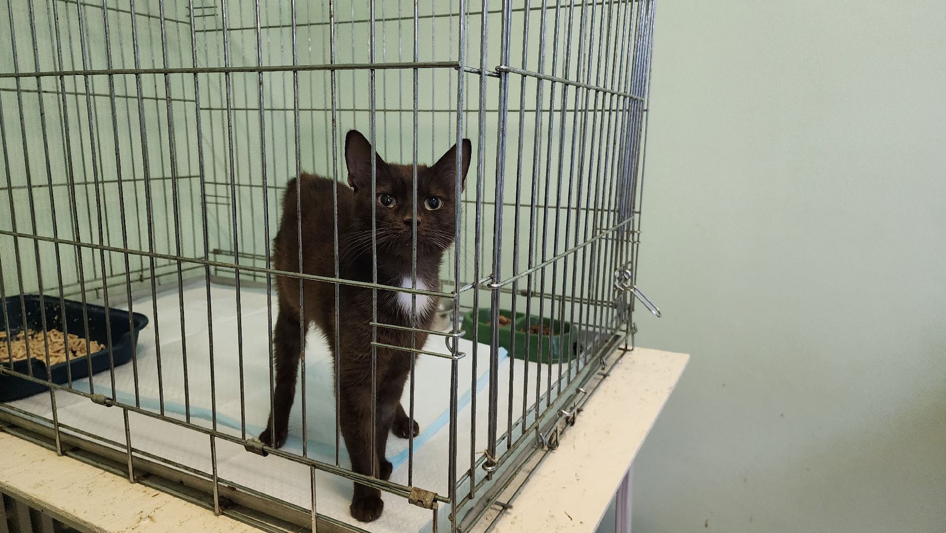 Кошки, Коты, Лобня, Спасение, Лечение,