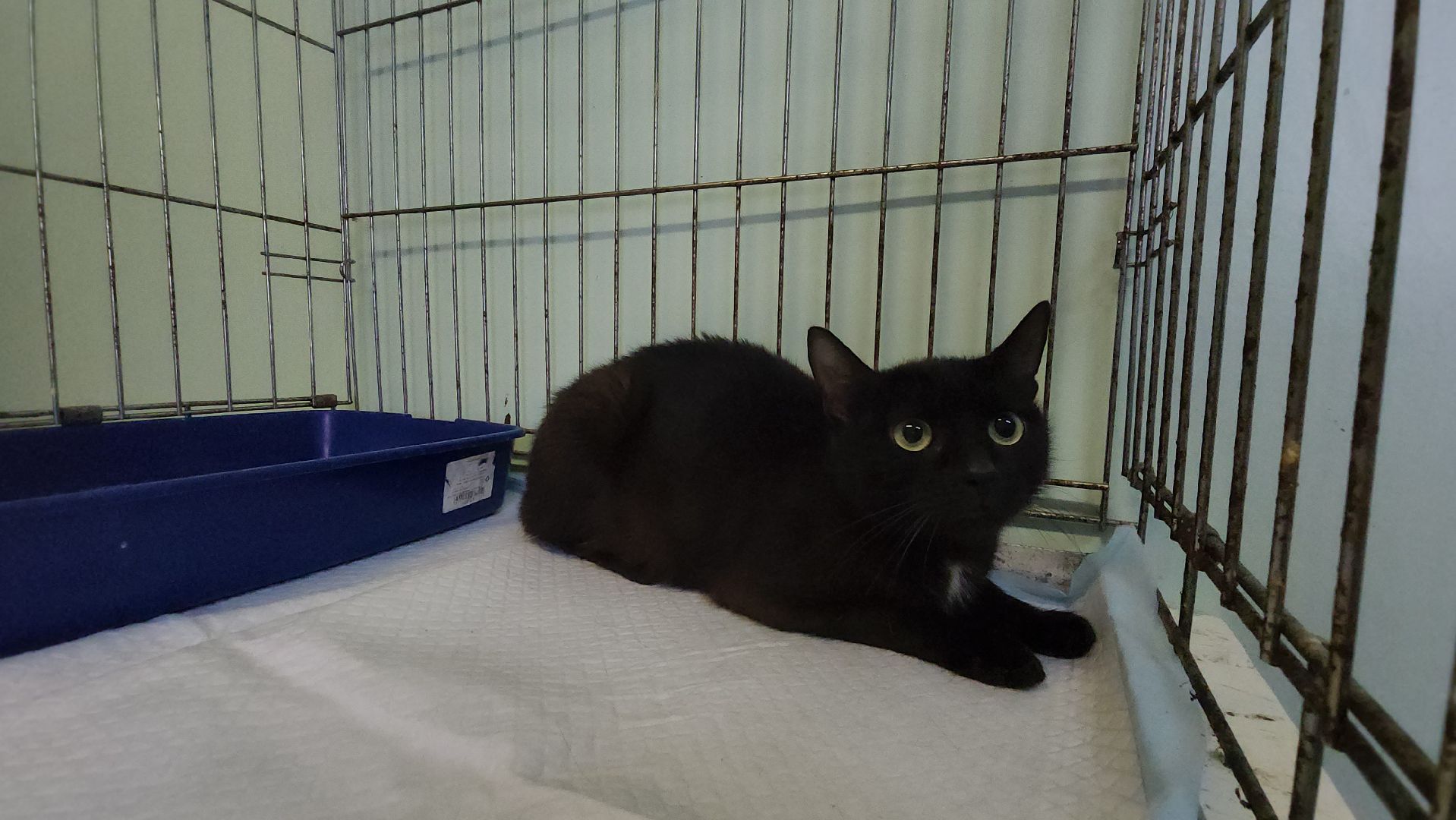 Кошки, Коты, Лобня, Спасение, Лечение,