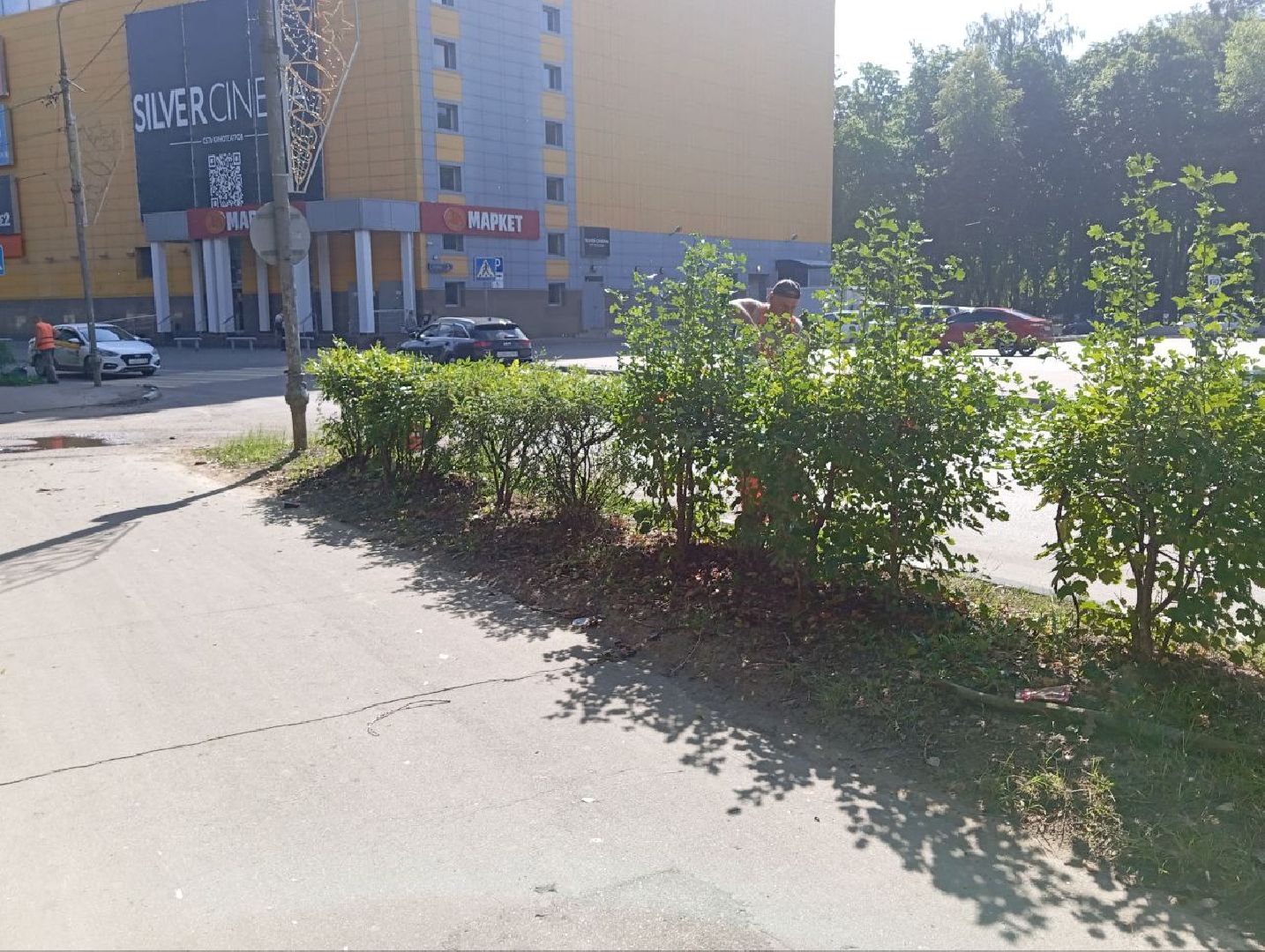 жкх, воскресенск, растения,