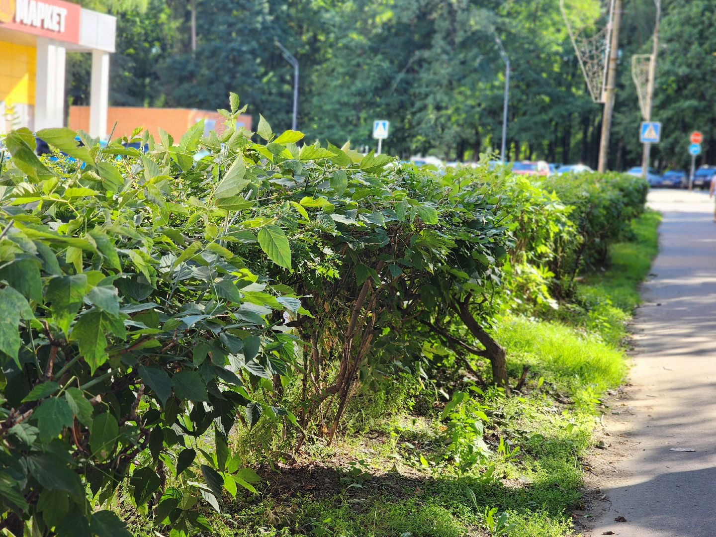 жкх, воскресенск, растения,