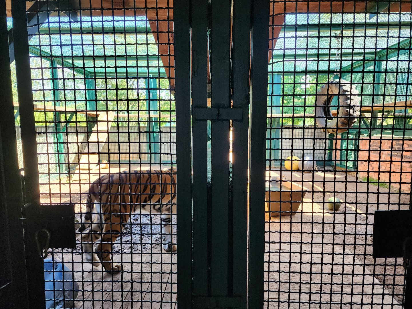 День тигра, волоколамск, Сохранение животных,