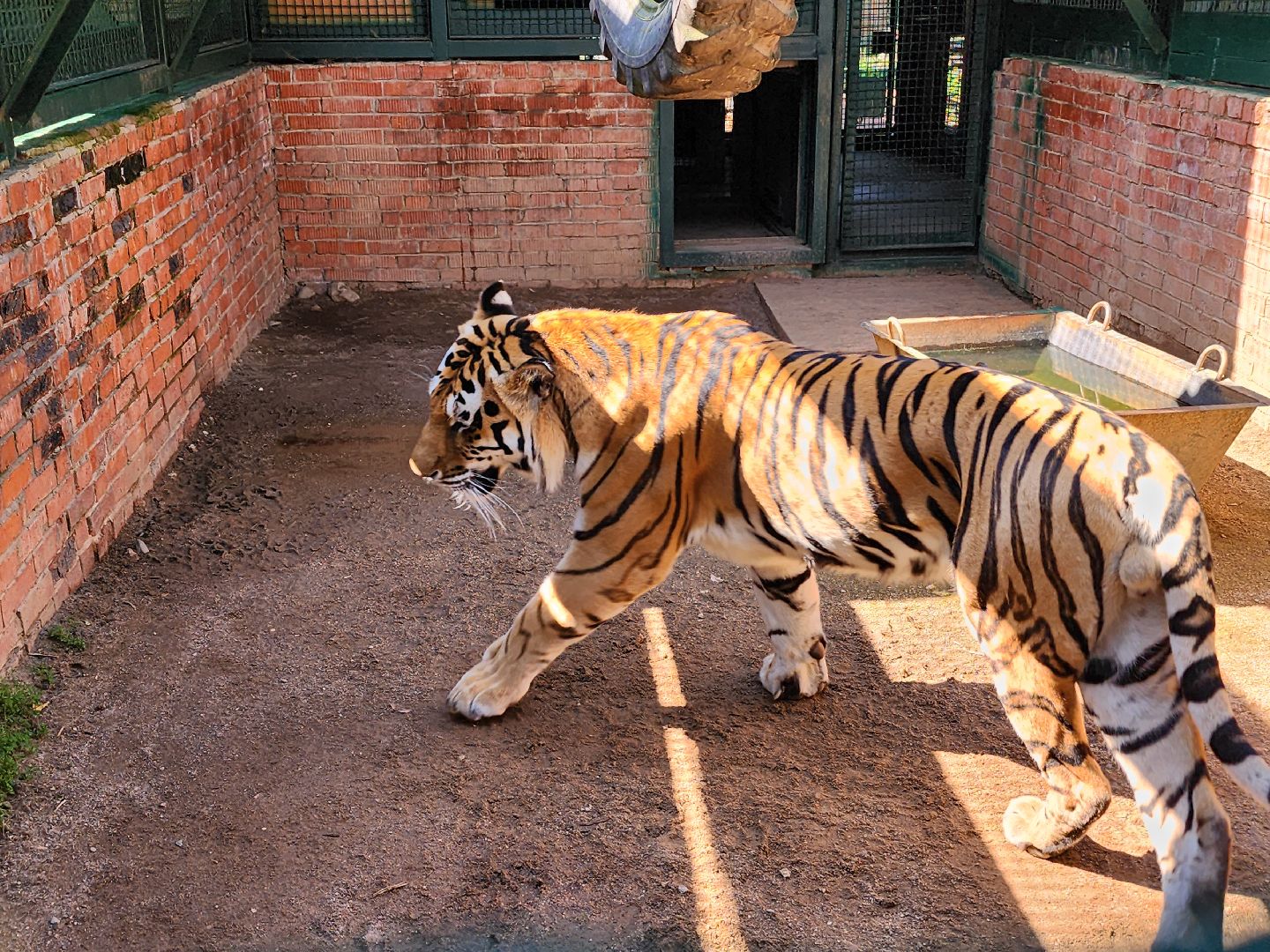 День тигра, волоколамск, Сохранение животных,