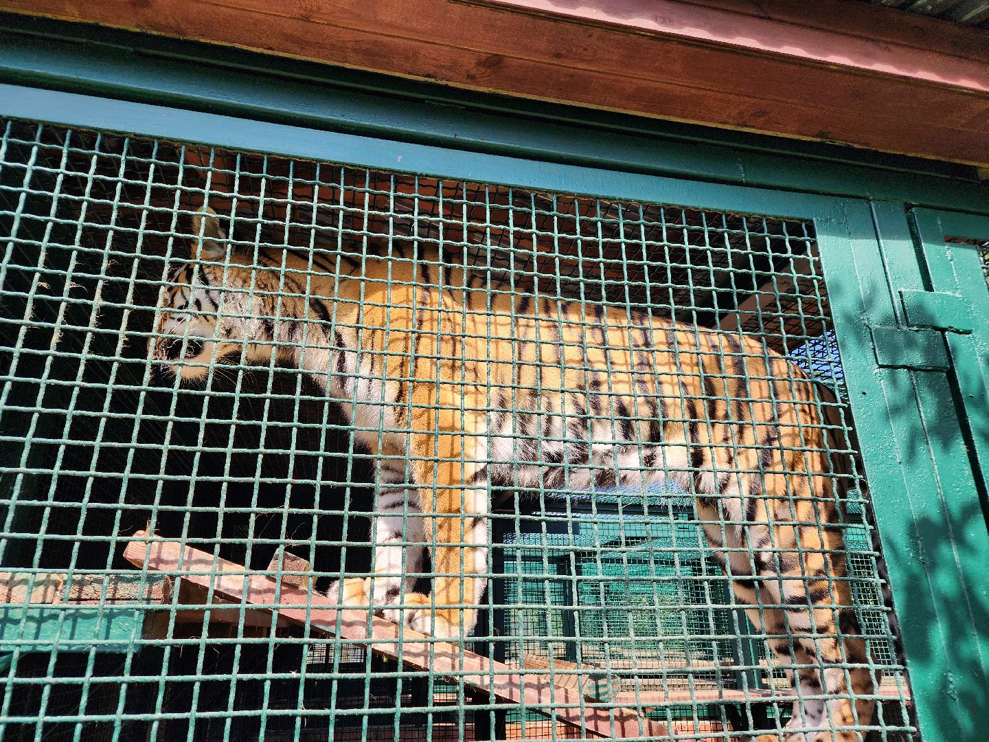 День тигра, волоколамск, Сохранение животных,