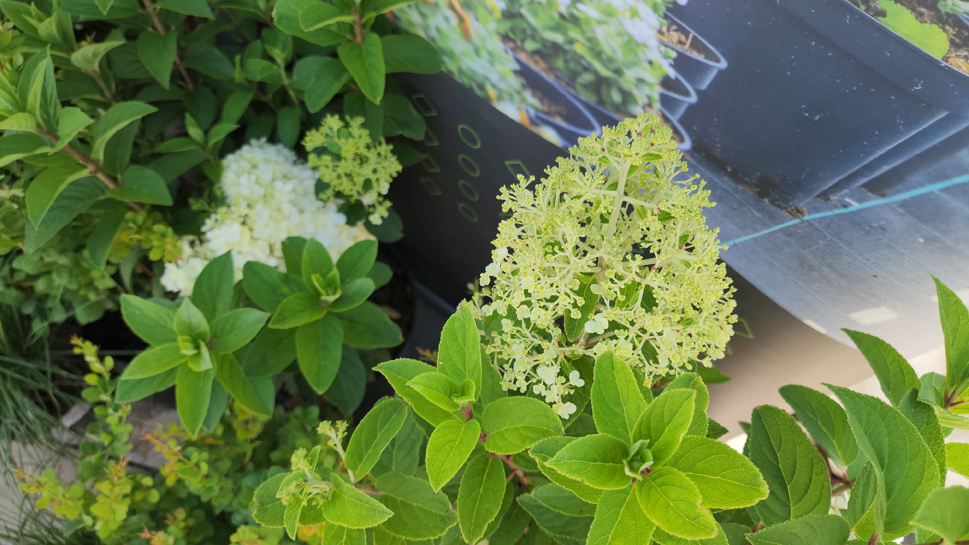 кашира, день города, ярмарка, гофрон, тепофол, черкизово, деревянная сова, банты, украшения, живая статуя,