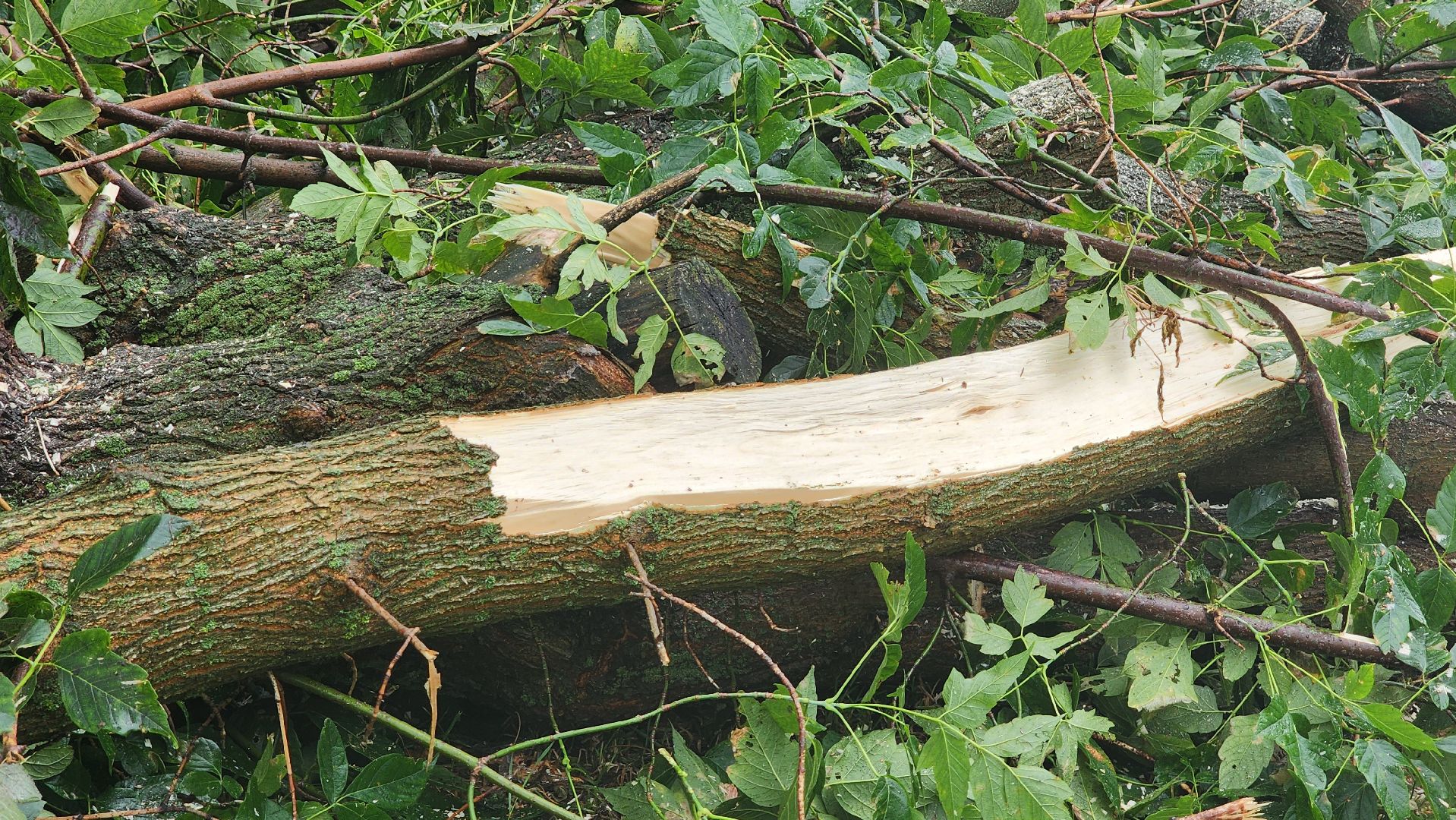ураган, ливень, Рошаль, Большая Шатура, устранение последствий, служба дорожного хозяйства и благоустройства,