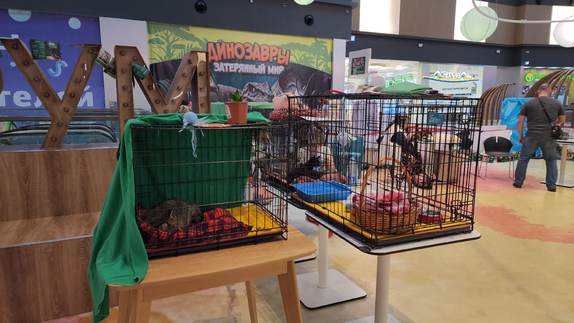 пушкино, благотворительная акция, пристройство, бездомные животные, волонтерство,