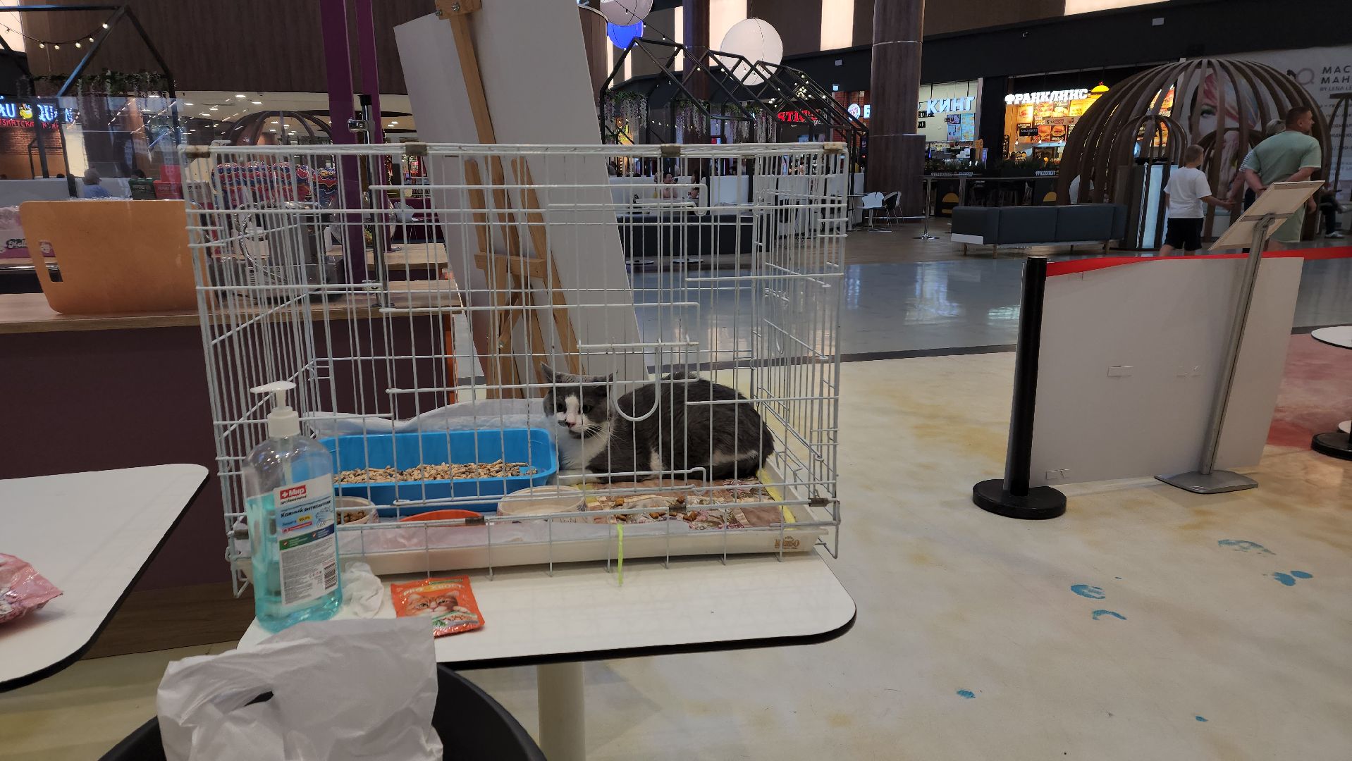 пушкино, благотворительная акция, пристройство, бездомные животные, волонтерство,