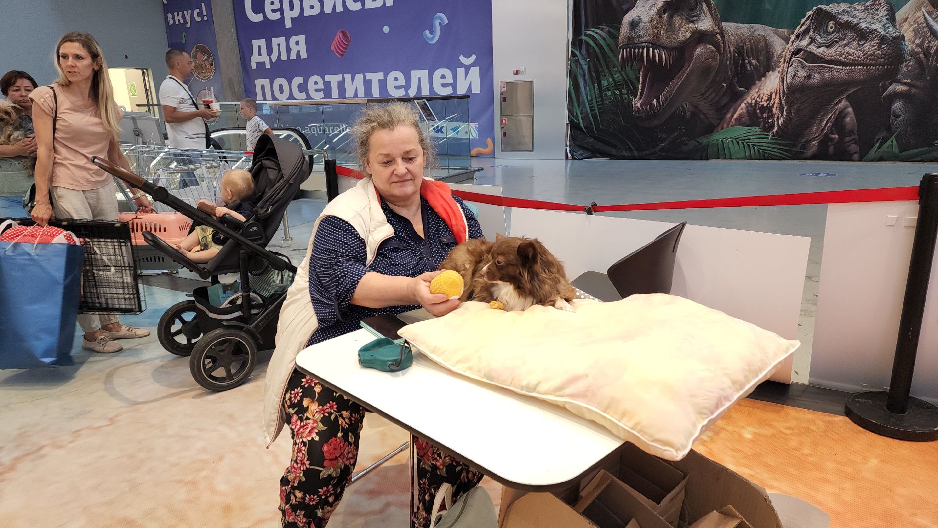 пушкино, благотворительная акция, пристройство, бездомные животные, волонтерство,