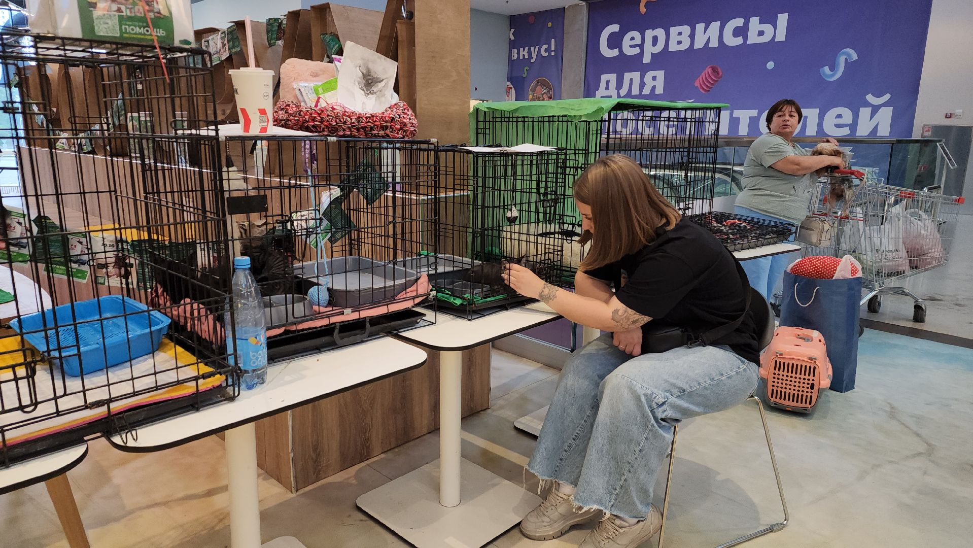 пушкино, благотворительная акция, пристройство, бездомные животные, волонтерство,