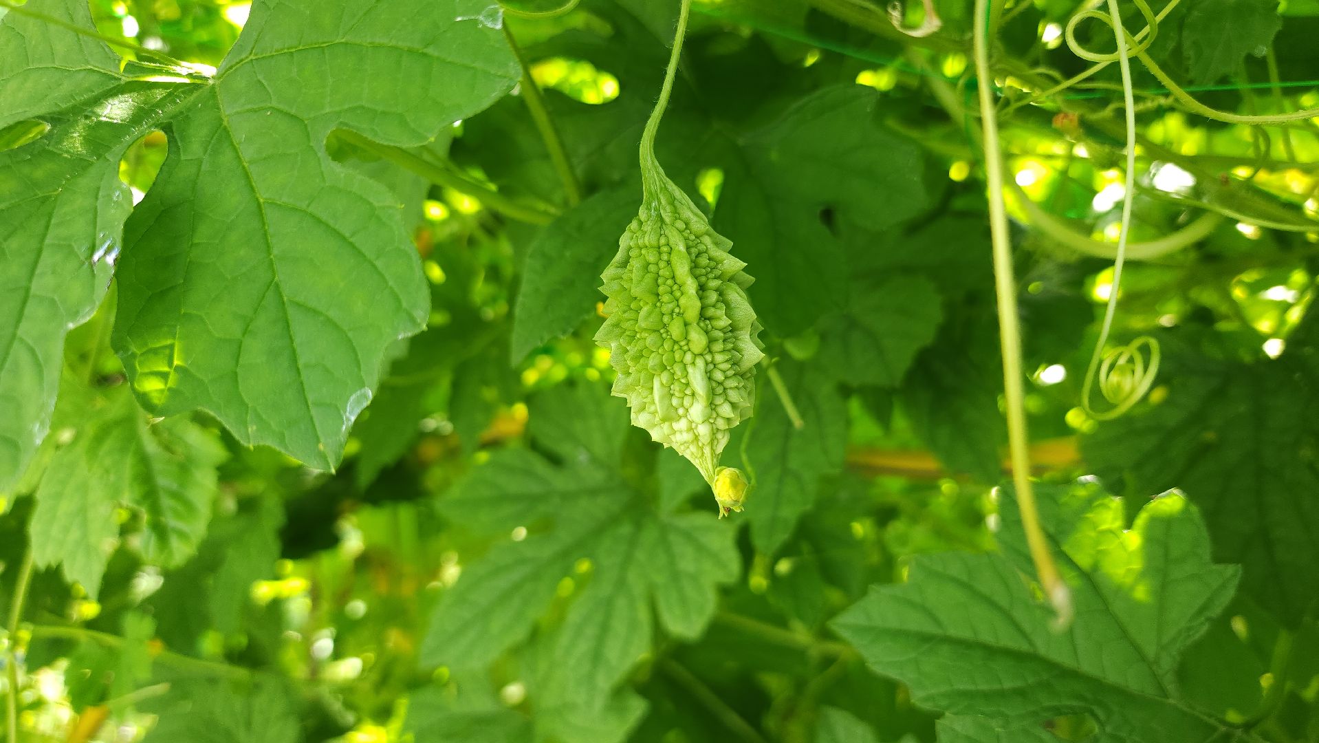 момордика, садоводство, садоводы, Старая Купавна, Богородский городской округ,