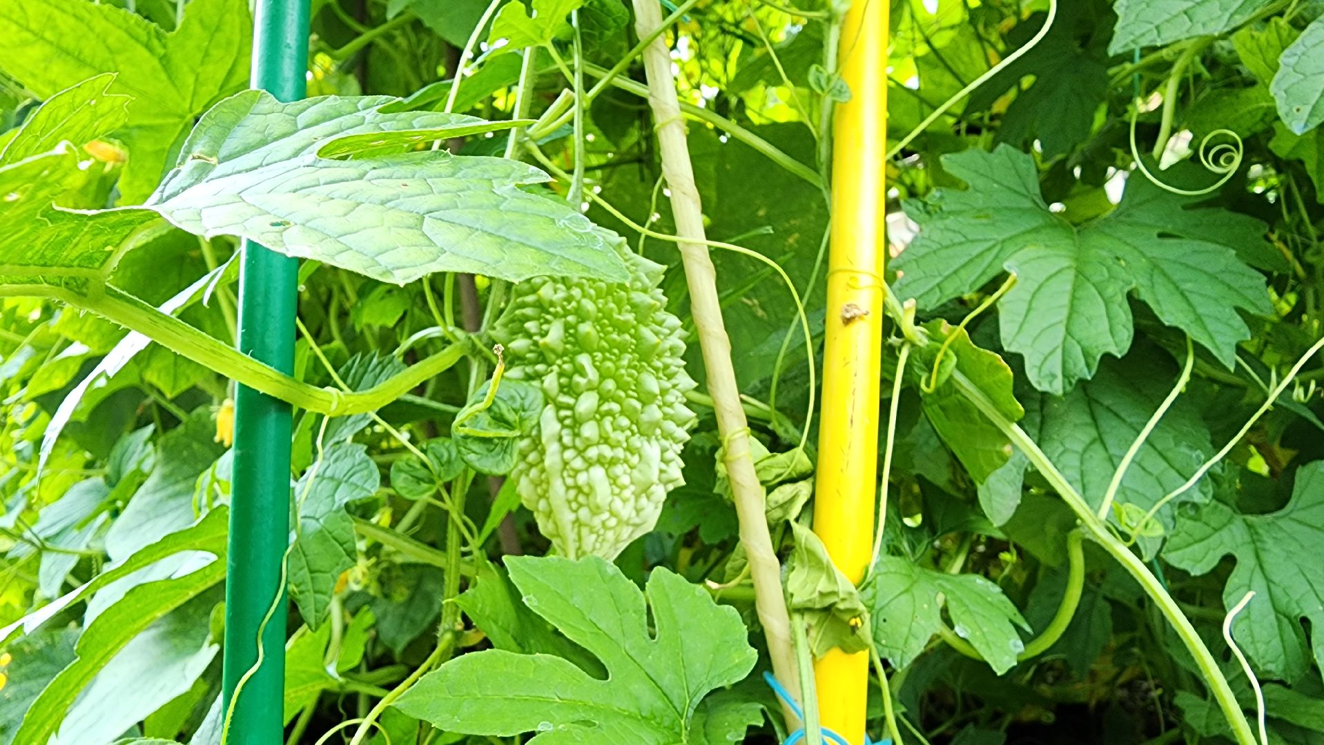 момордика, садоводство, садоводы, Старая Купавна, Богородский городской округ,