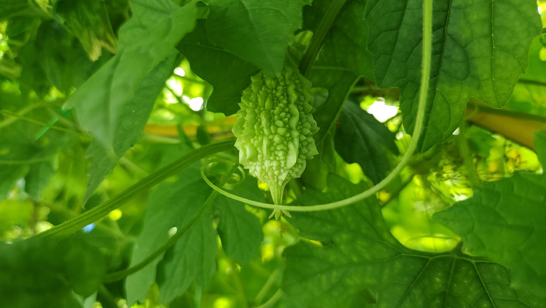 момордика, садоводство, садоводы, Старая Купавна, Богородский городской округ,