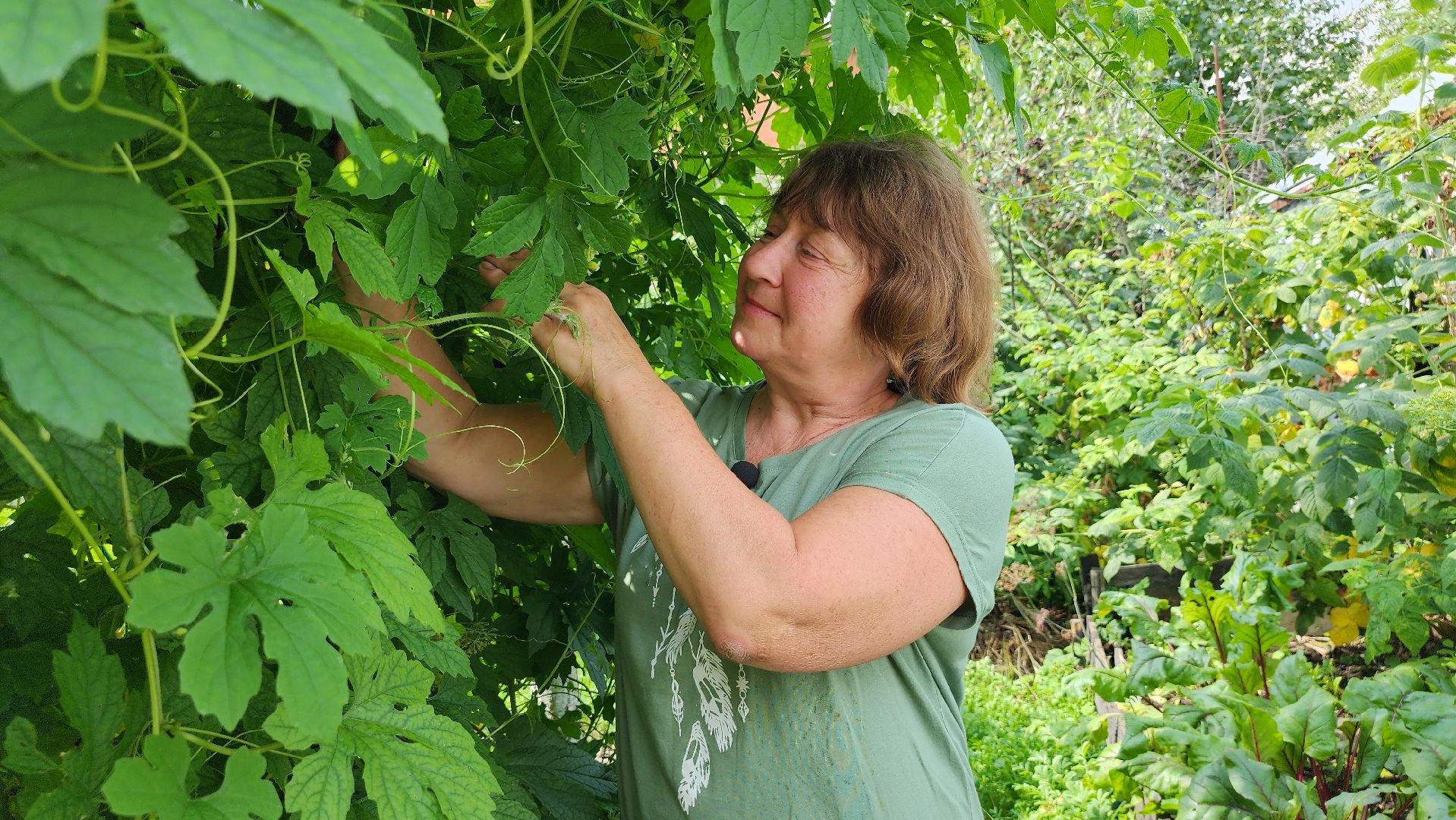 момордика, садоводство, садоводы, Старая Купавна, Богородский городской округ,