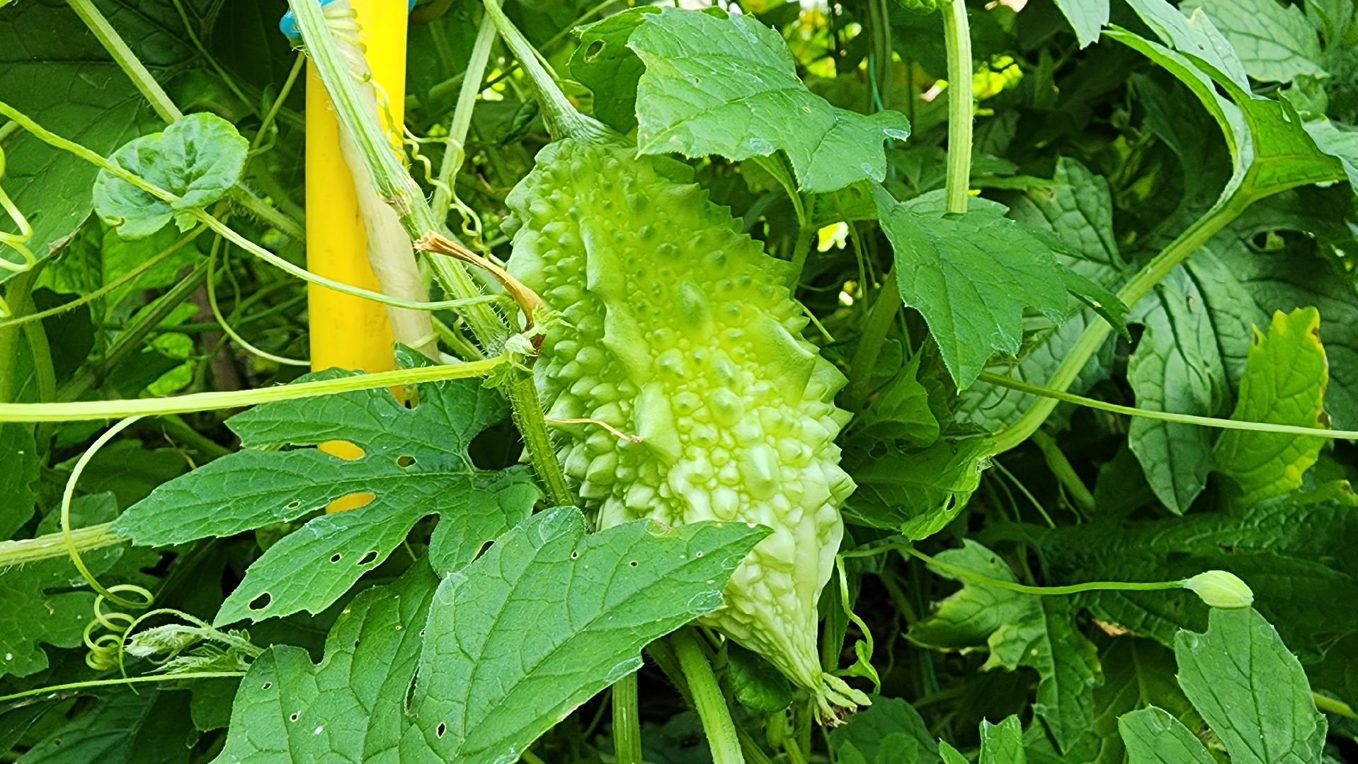 момордика, садоводство, садоводы, Старая Купавна, Богородский городской округ,