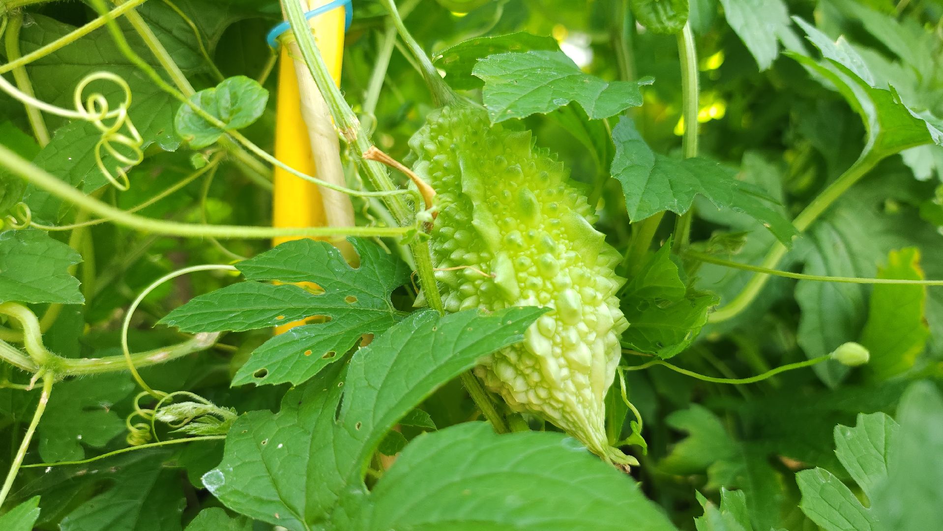 момордика, садоводство, садоводы, Старая Купавна, Богородский городской округ,