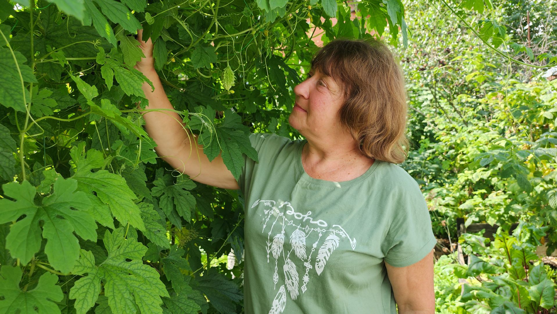 момордика, садоводство, садоводы, Старая Купавна, Богородский городской округ,