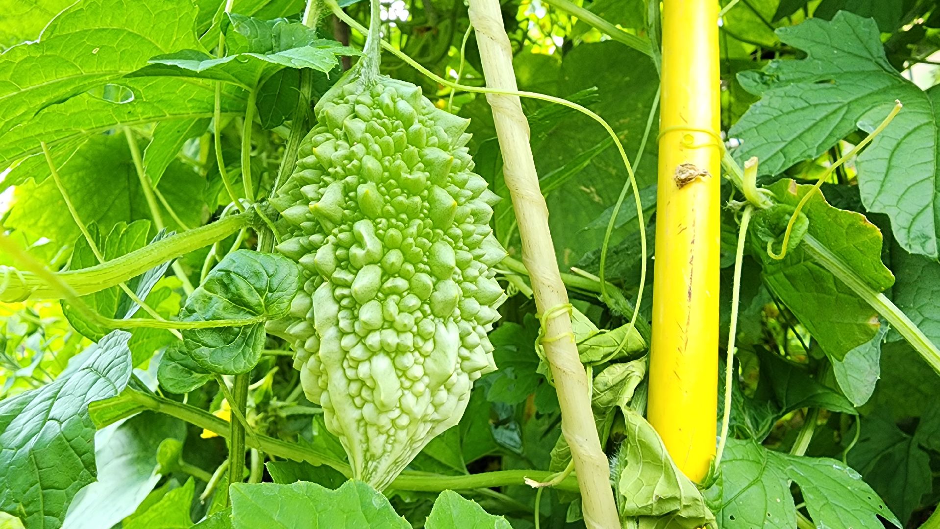 момордика, садоводство, садоводы, Старая Купавна, Богородский городской округ,