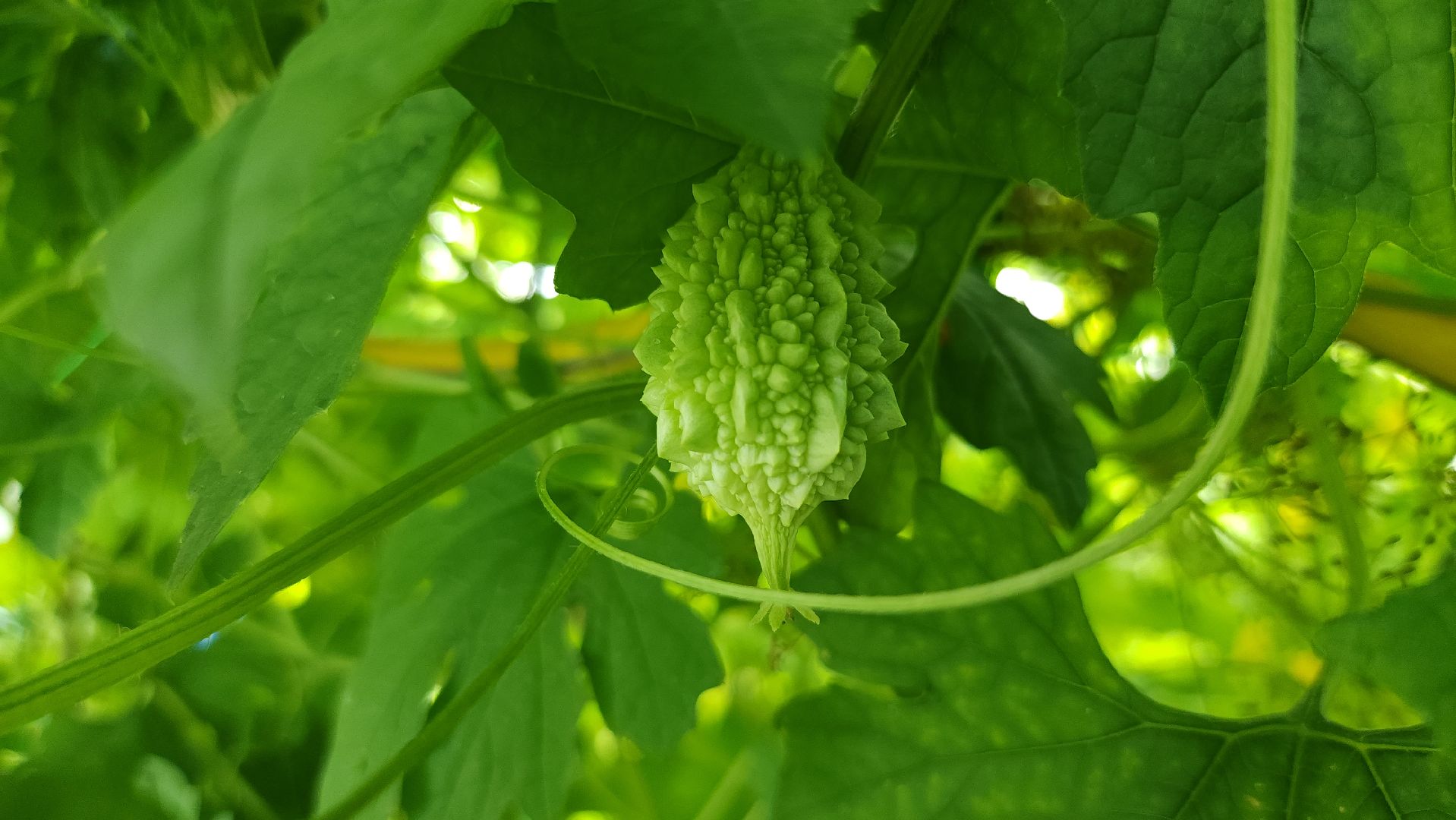 момордика, садоводство, садоводы, Старая Купавна, Богородский городской округ,