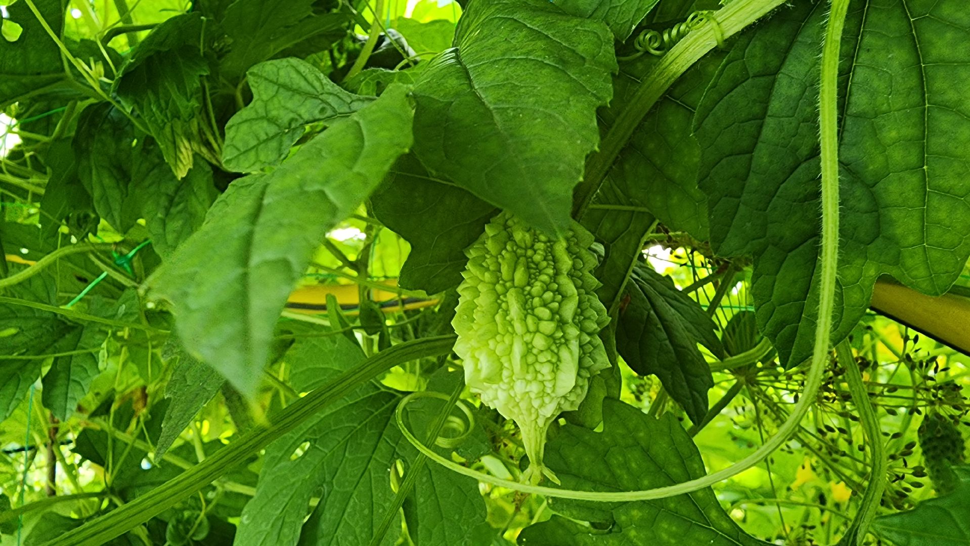 момордика, садоводство, садоводы, Старая Купавна, Богородский городской округ,