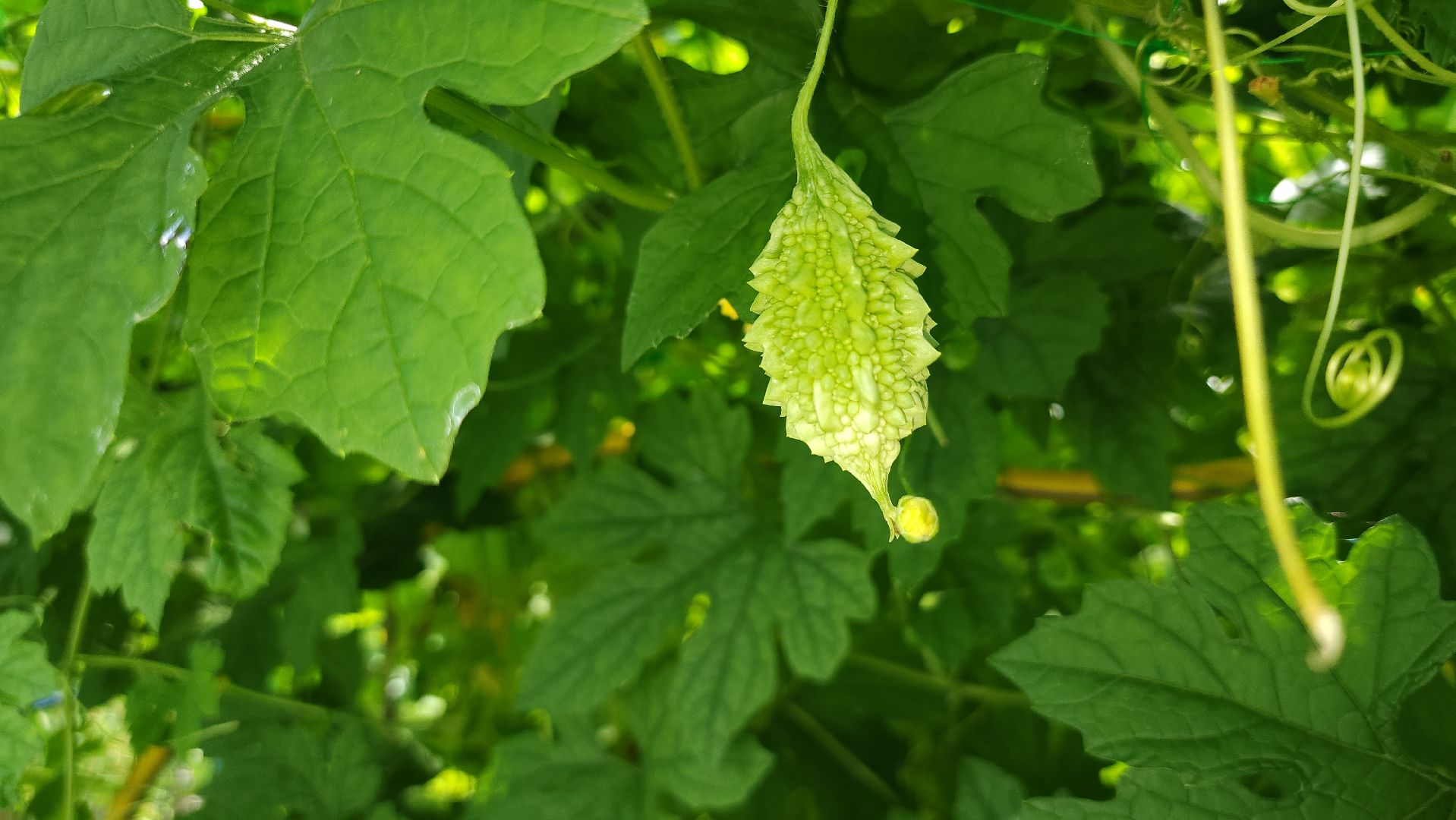 момордика, садоводство, садоводы, Старая Купавна, Богородский городской округ,