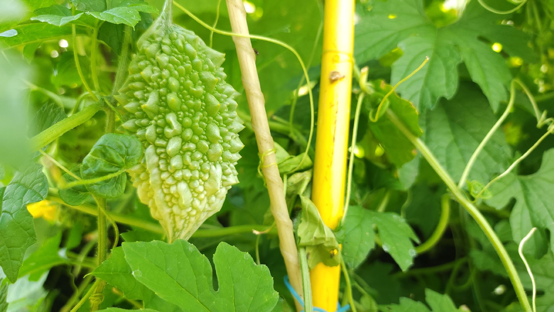 момордика, садоводство, садоводы, Старая Купавна, Богородский городской округ,