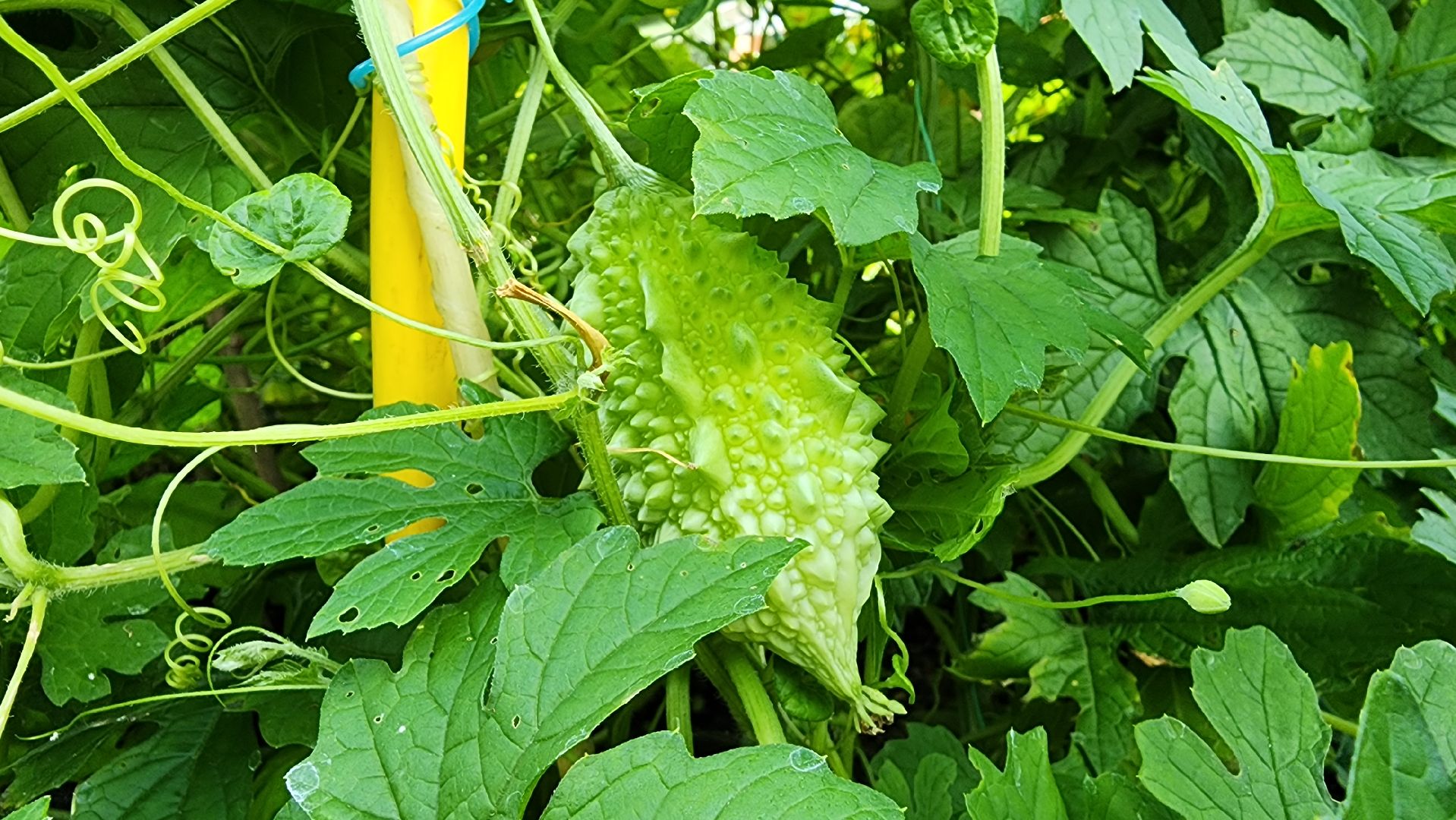 момордика, садоводство, садоводы, Старая Купавна, Богородский городской округ,