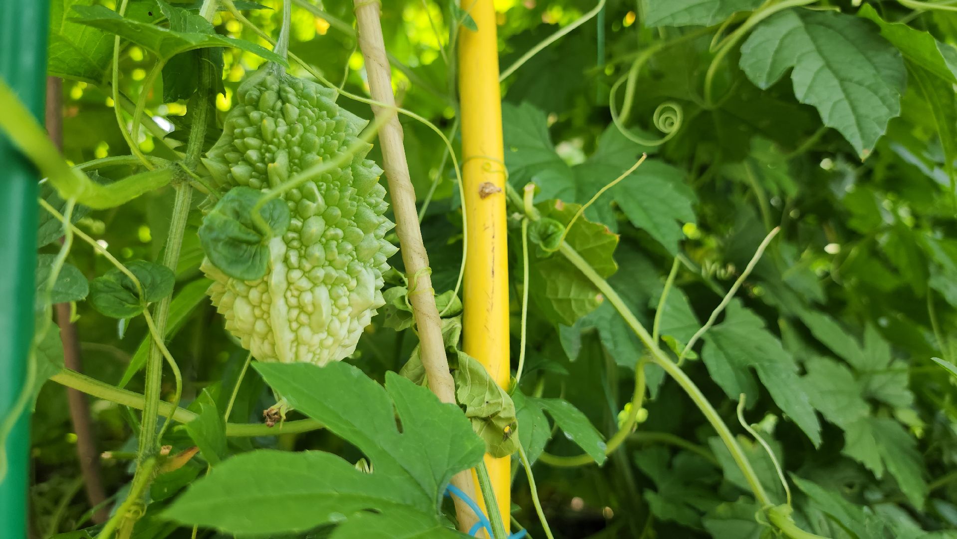 момордика, садоводство, садоводы, Старая Купавна, Богородский городской округ,