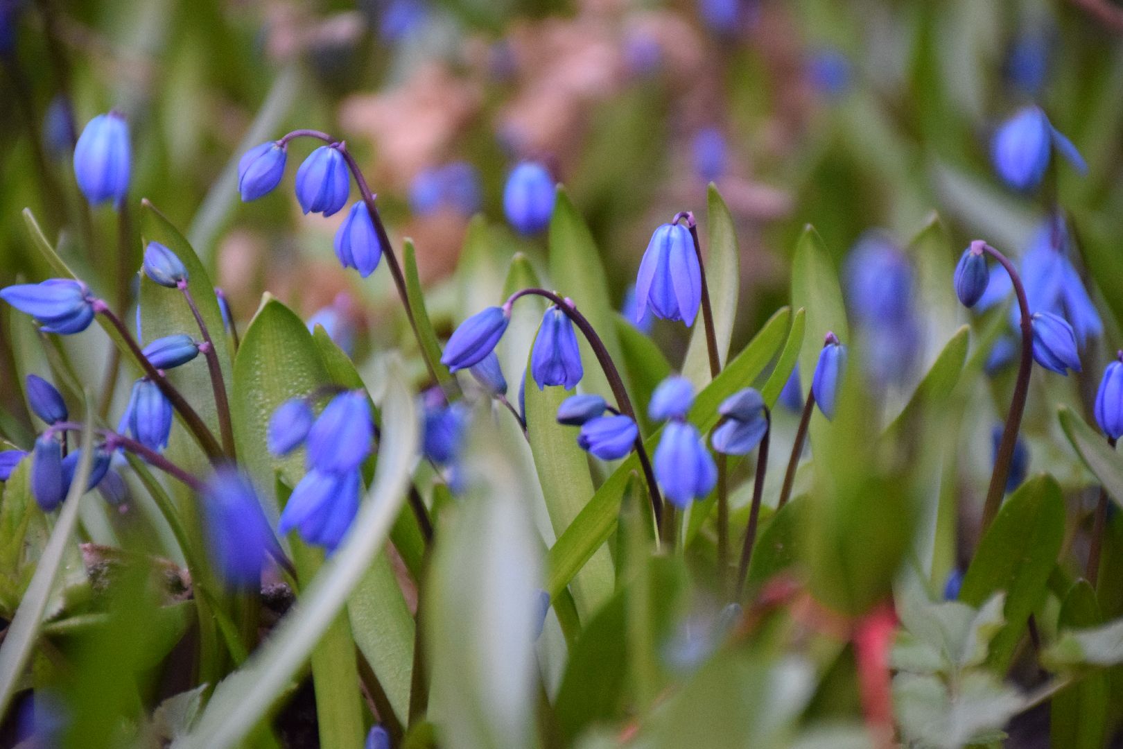 Павловский Посад, городской округ Павловский Посад, благоустройство, апрель, субботник