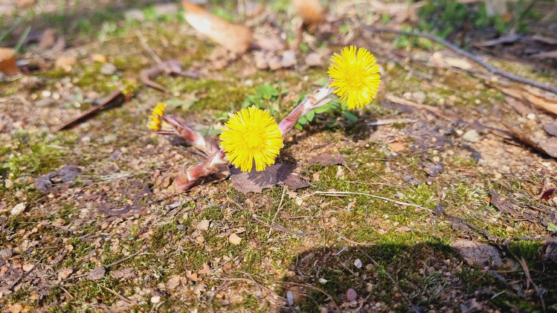 Подмосковье, Ивантеевка, субботник, парки