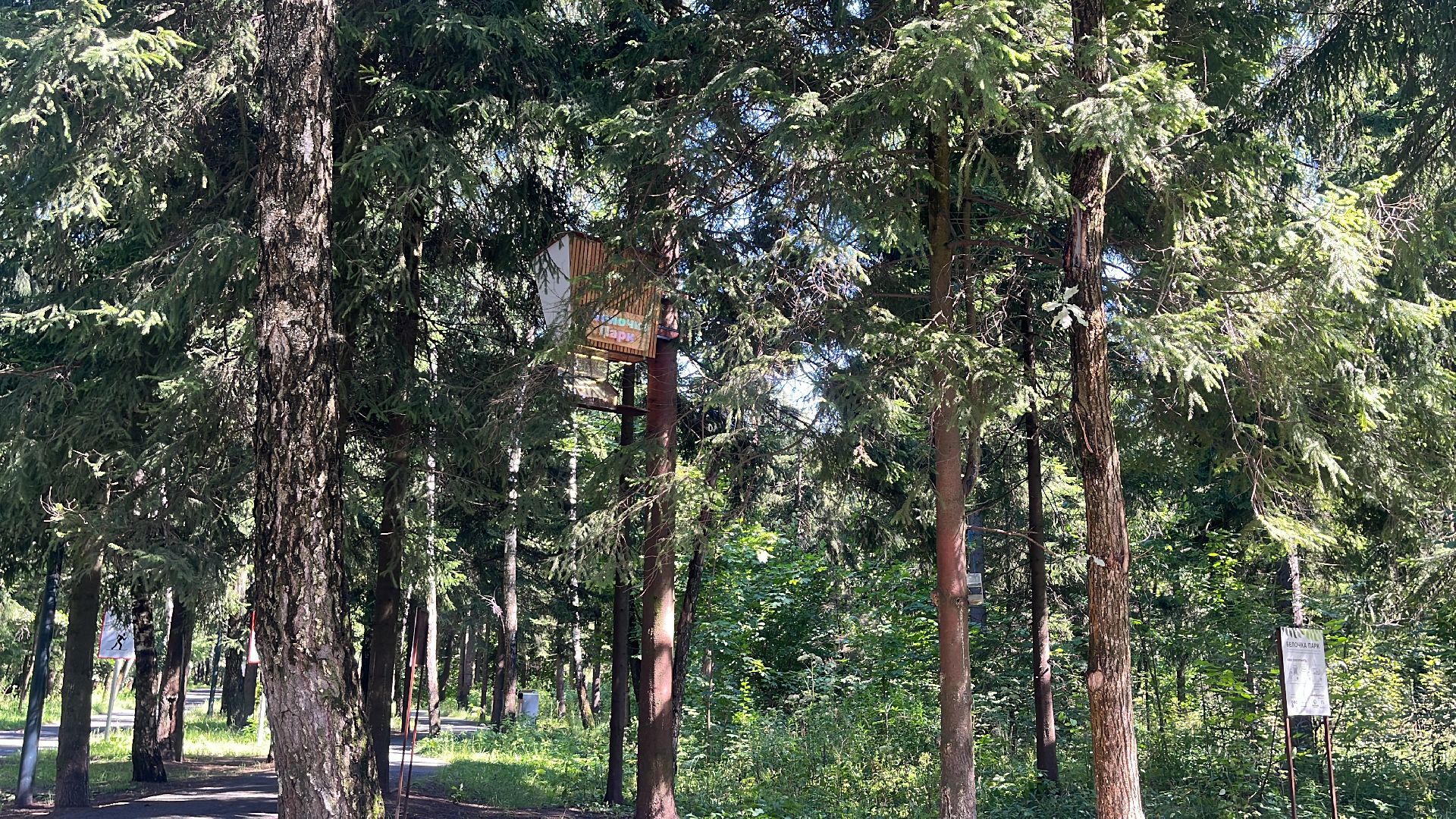 белки, белочка парк, корм, кормушка, кормушка для белок, парк, лесопарк, лесопару ольгино,