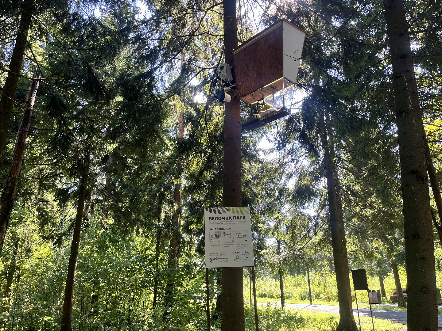 белки, белочка парк, корм, кормушка, кормушка для белок, парк, лесопарк, лесопару ольгино,