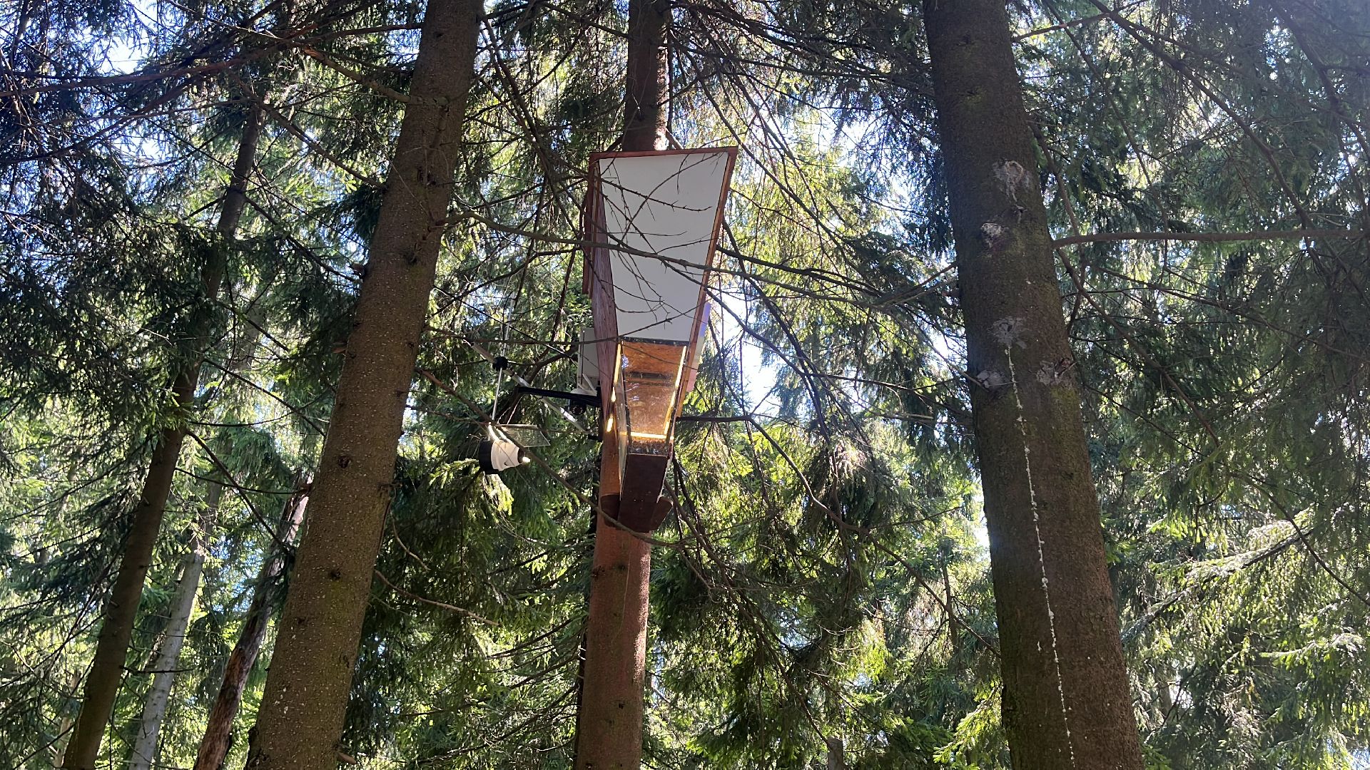 белки, белочка парк, корм, кормушка, кормушка для белок, парк, лесопарк, лесопару ольгино,