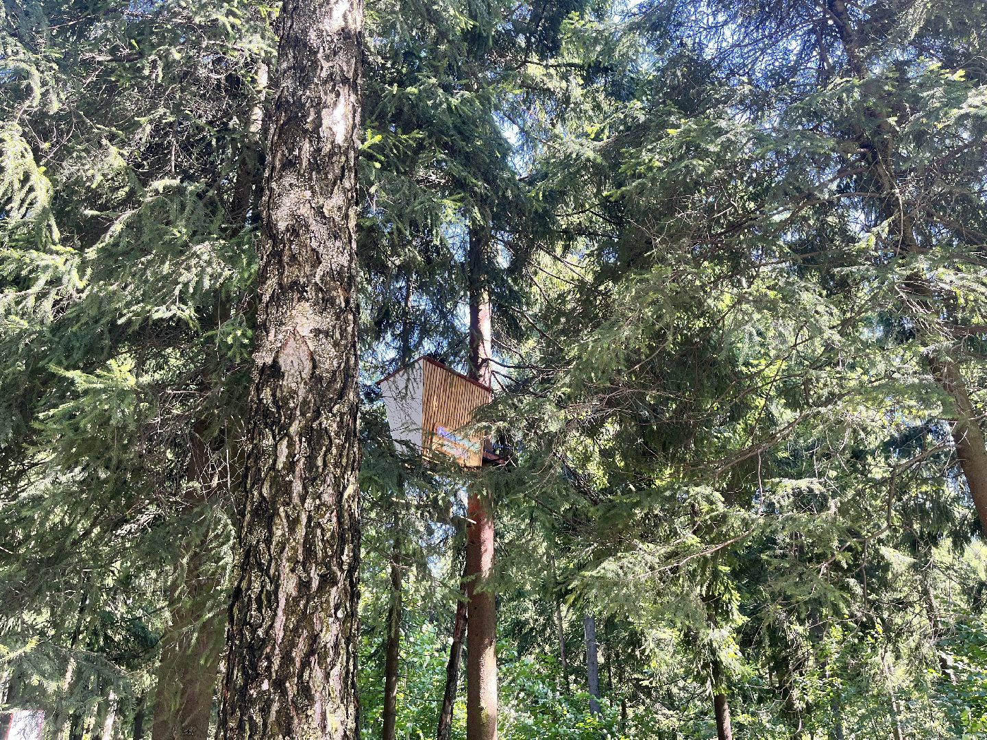 белки, белочка парк, корм, кормушка, кормушка для белок, парк, лесопарк, лесопару ольгино,