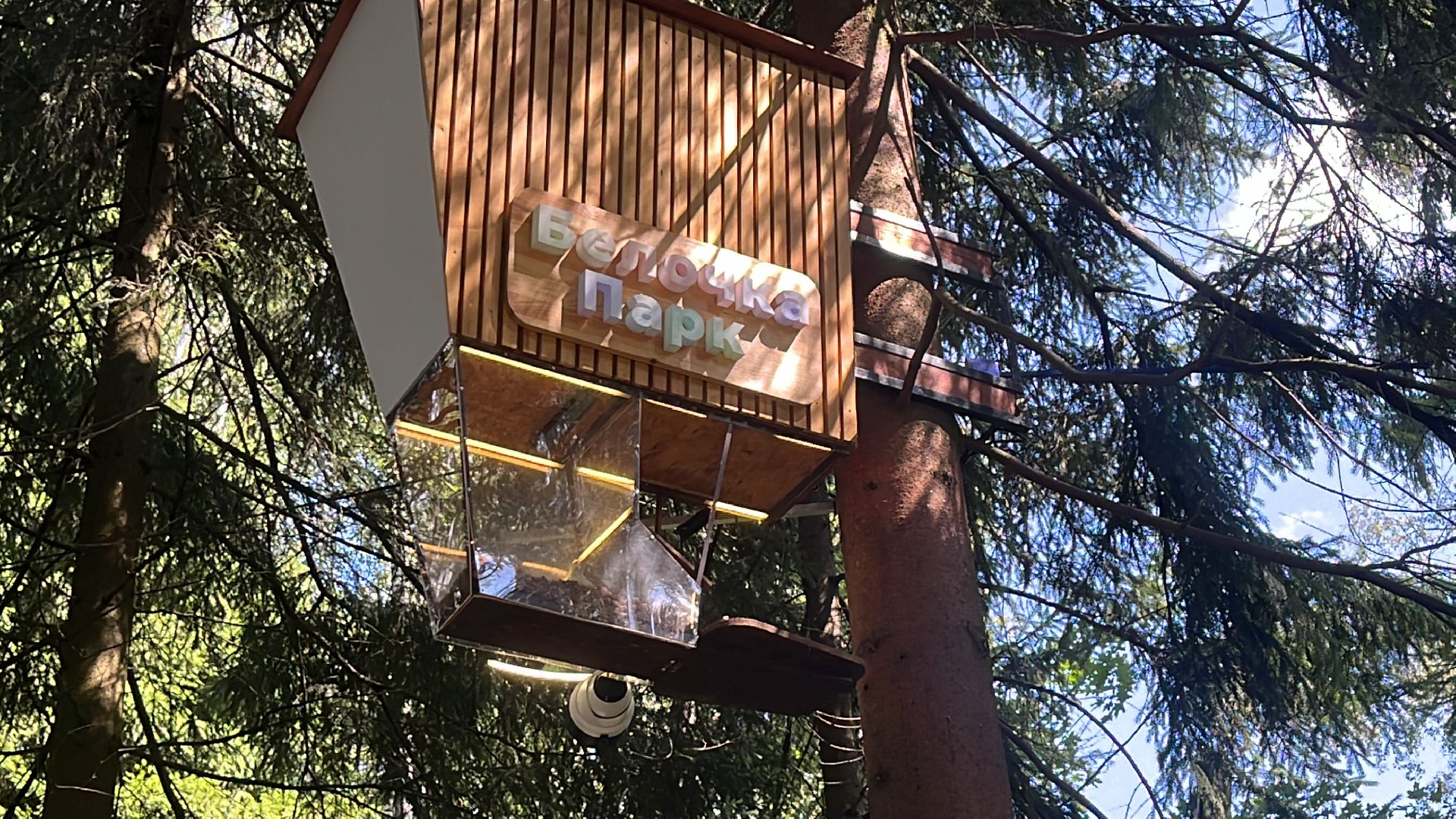 белки, белочка парк, корм, кормушка, кормушка для белок, парк, лесопарк, лесопару ольгино,