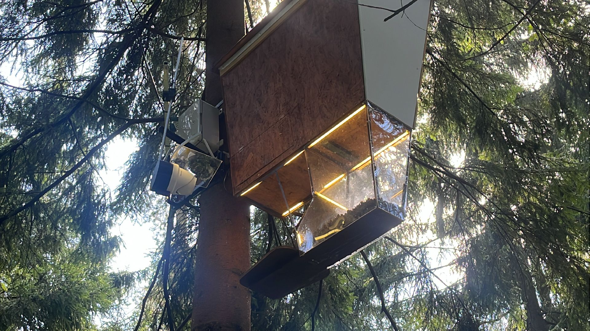 белки, белочка парк, корм, кормушка, кормушка для белок, парк, лесопарк, лесопару ольгино,