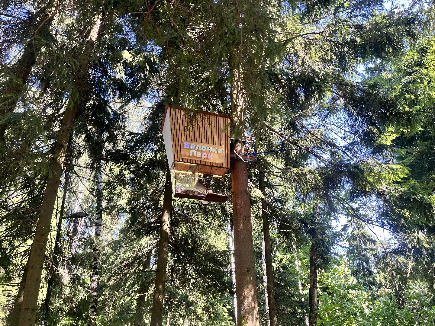 белки, белочка парк, корм, кормушка, кормушка для белок, парк, лесопарк, лесопару ольгино,