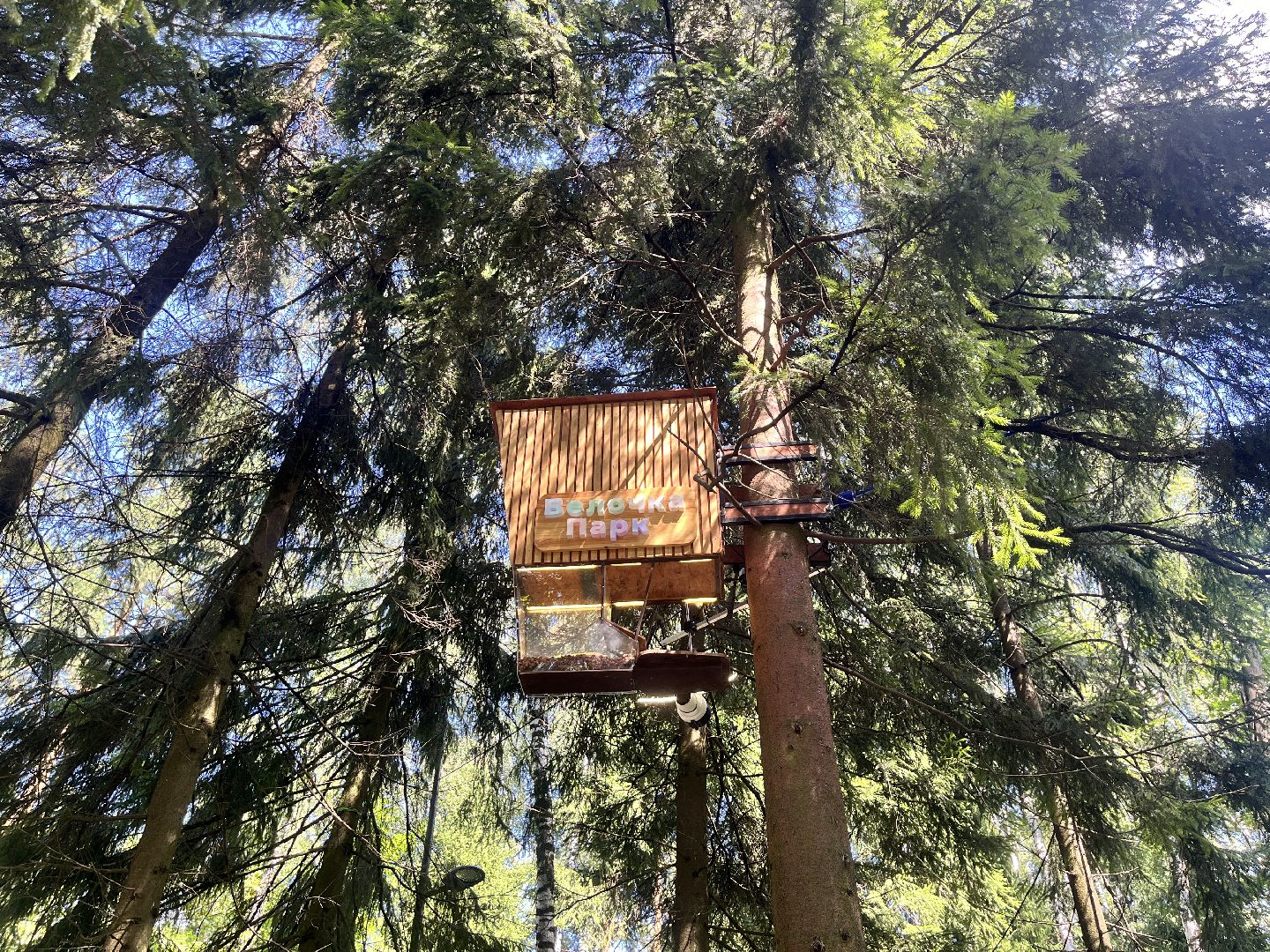 белки, белочка парк, корм, кормушка, кормушка для белок, парк, лесопарк, лесопару ольгино,