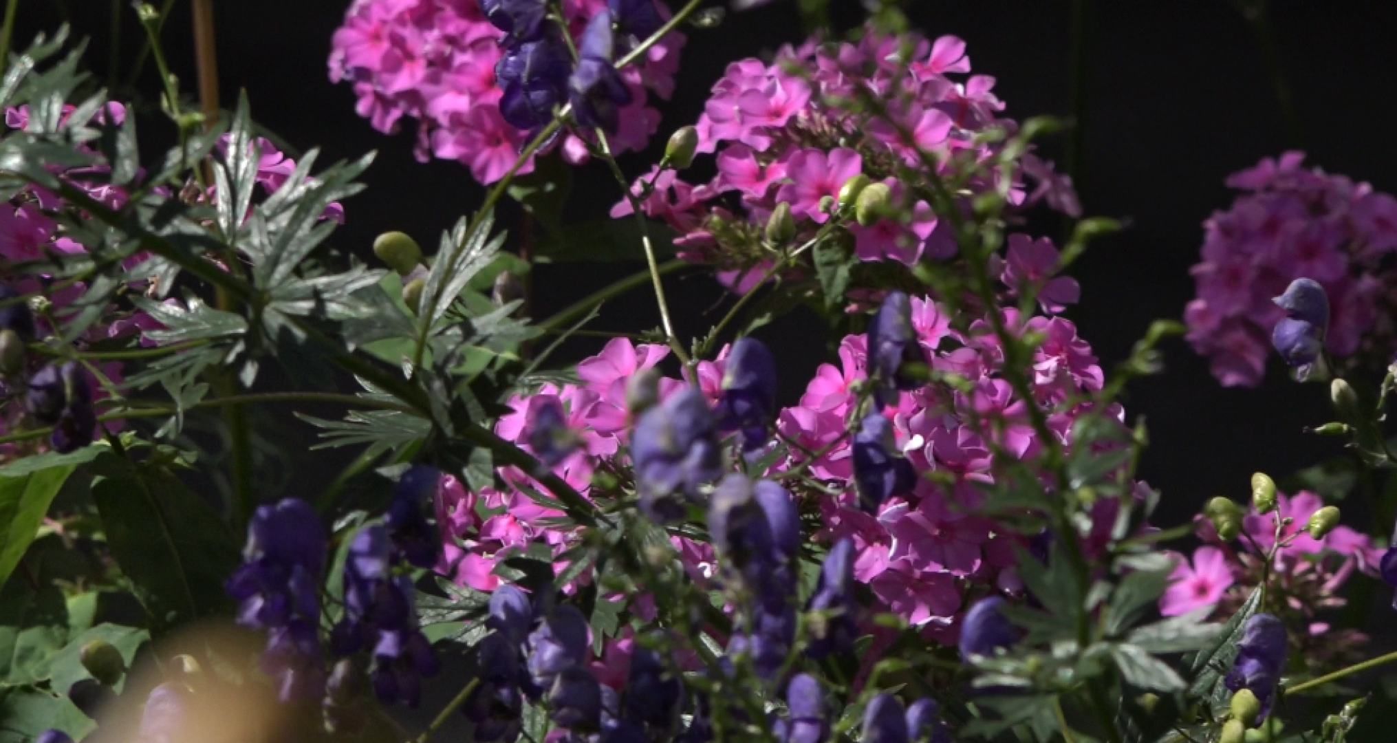 Мой двор - моя гордость, Конкурс среди жителей, общественная палата, Домодедово,