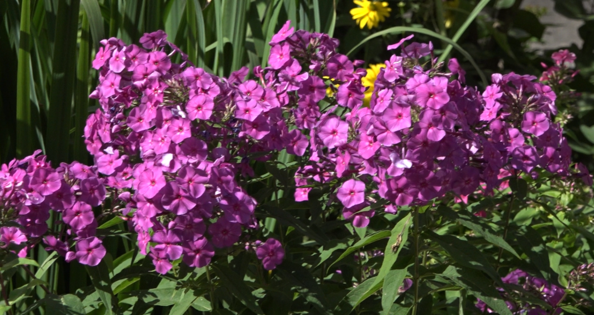 Мой двор - моя гордость, Конкурс среди жителей, общественная палата, Домодедово,